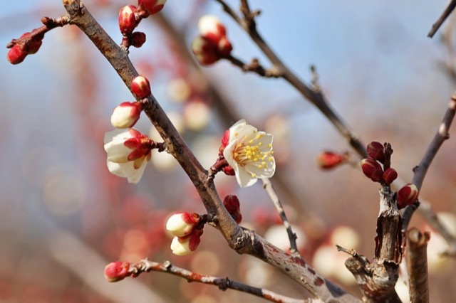 2月に咲く花といえば モニター募集 都内 のgoトーロク 機能性食品 健康食品 化粧品 サプリメントモニター募集